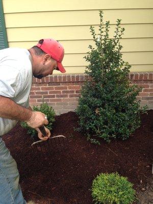 Tony mulching