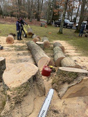 Large tree we took down.