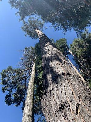 Very tall heavy leaning cedars to be removed.