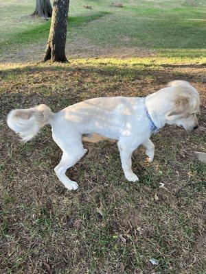 After the Groom Room. WHY DOES HE LOOK LIKE A POODLE??!??!?!??! Does this look like a 3 or 4? No.