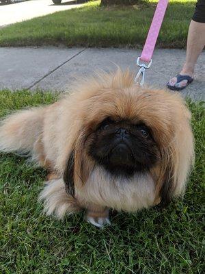 Bella:  Congressman Bob and Debbie Brady's Pekingese