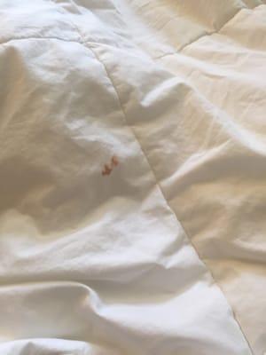 We had dry blood on our comforter once reported to the front desk no action was taken