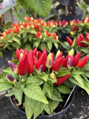 Ornamental Pepper Plants