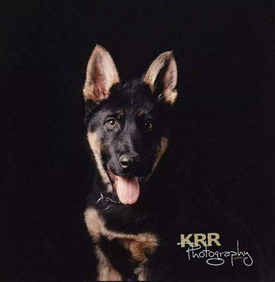 Pet photography by Annapolis photographer KRR PHOTOGRAPHER.  Voted "Best Photographer" in Annapolis.