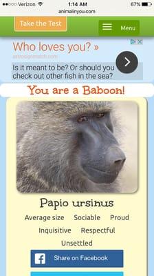 You are a baboon