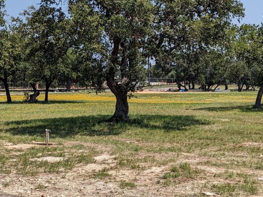 Dandelions in the outfield