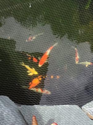 All of our fish are from the Koi Garden. We love them so very much!