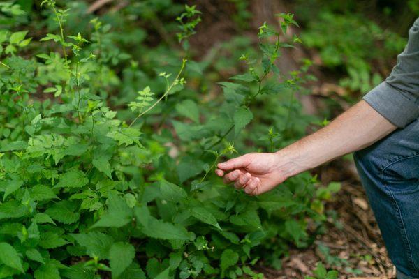 Fern Hill Landscaping & Nursery