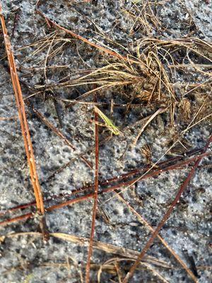 Baby grass hopper?