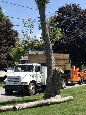 The tree he refuses to finish