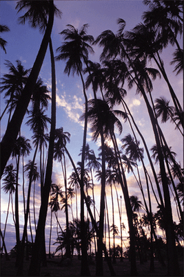 Kapuaiwa Coconut Grove, Molokai (HTJ)