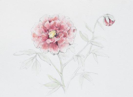 Original water color illustration created by Seattle visual artist Mya Kerner for Peony.