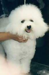 Bichon