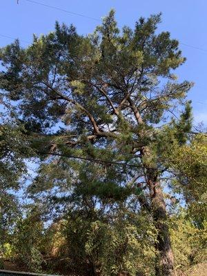 Cleaning (removing all the deadwood) pine tree