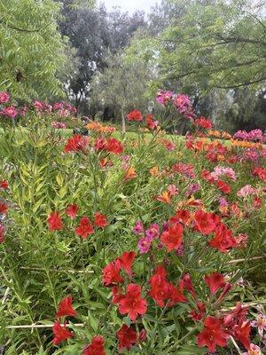 Wildflowers in bloom. Can you find the hummingbird?