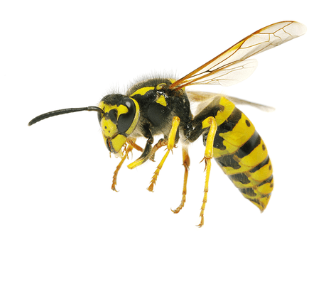 Bees