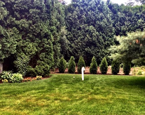 Arborvitae planted by Lang's