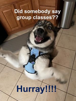 NEW GROUP CLASS ON  THURSDAY AT 5:30PM  
Send an email at celerationdogtrainer@gmail.com for more information or to reserve a spot