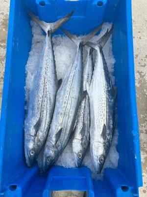 Spanish Mackerel