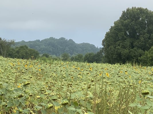 Sunflowers in late July