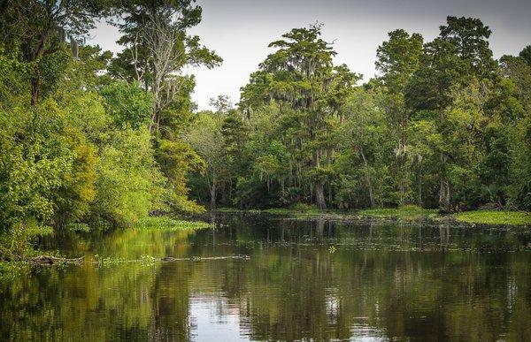 Natural Swamp