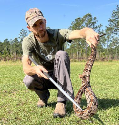 Diamond back rattlesnake