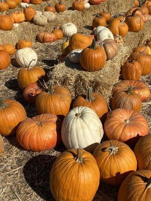 Pumpkins