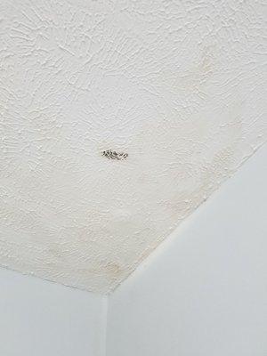 Ceiling in bathroom