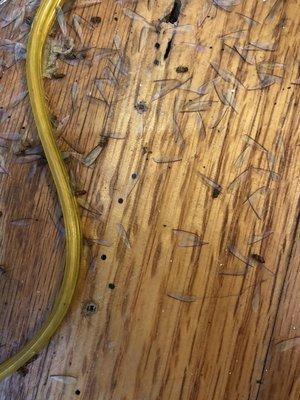 DRYWOOD TERMITES