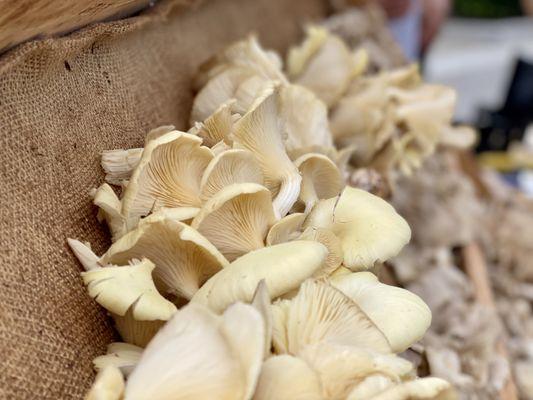 Oyster Mushrooms from Golden State Papayas