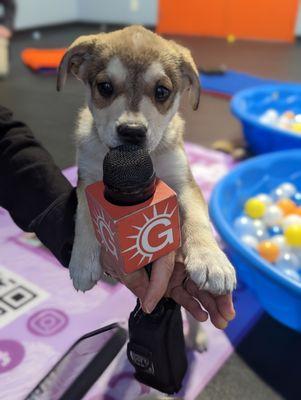 Zoom Room Dog Training -  New Albany