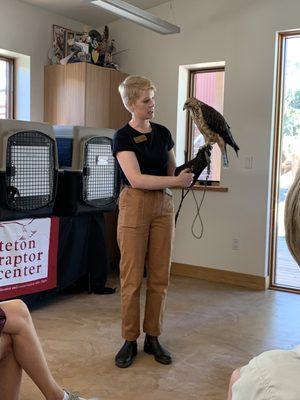 Teton Raptor Center - Pava the Swainson's Hawk