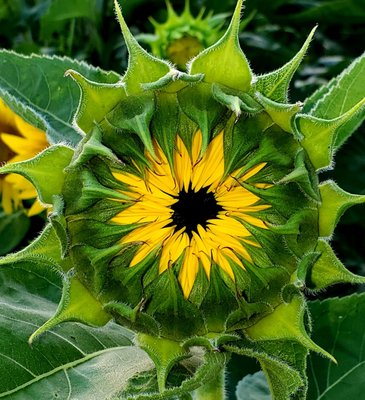 Sunflower patch at the farm