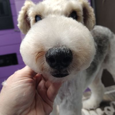 Wire fox terrier Asian fusion freestyle