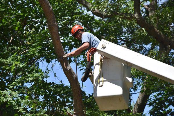 Northern Essex Tree Service