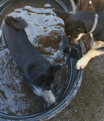 Hot summer days call for cool water baths!