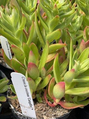 Crassula coccinea 'Campfire'