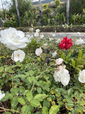 A lovely red rose in the midst of the white iceberg roses