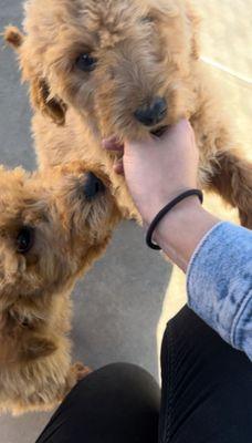 The two girls we met! Already having serious cuteness withdrawal from the visit.