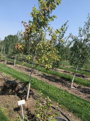 High Desert Farms Nursery Sales