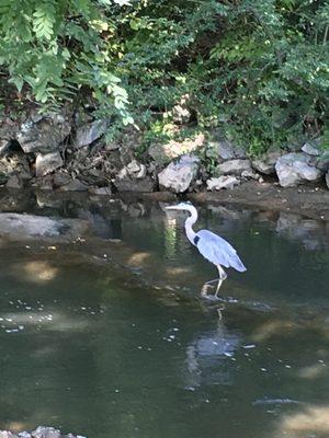 Blue Heron