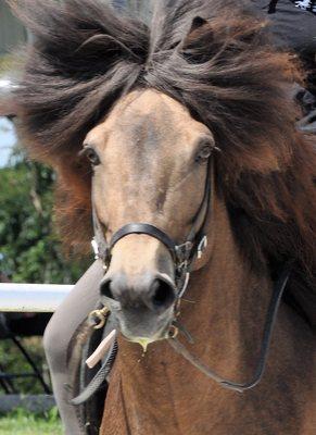 Meet a Model! Our amazing stallion Svali frá Tjörn is the Breyer Icelandic Horse breed model.