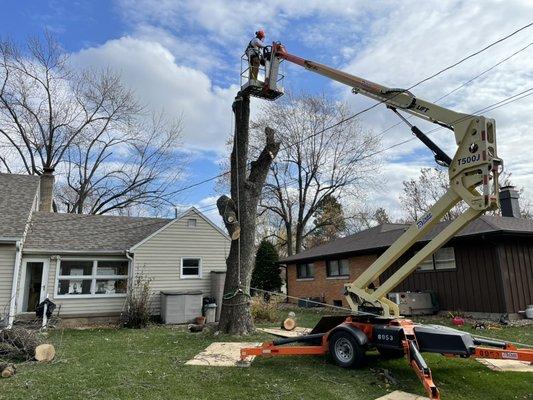 Tree Removal