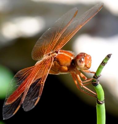 Our favorite dragonfly drops by to say hello.