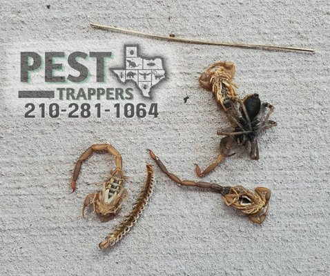 Pest Trappers