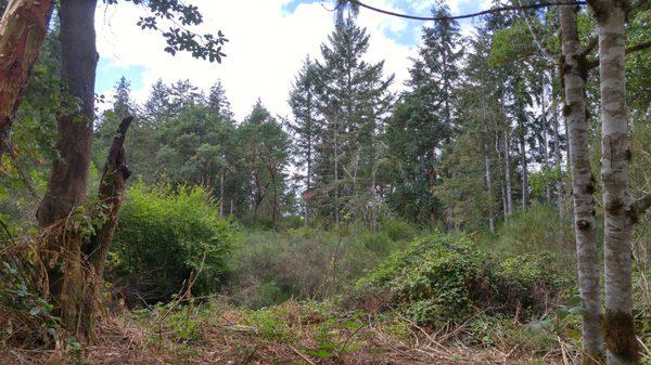 One acre tract Home, WA