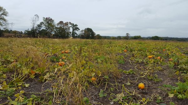 Pumpkin patch