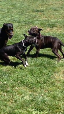 Jimi having fun at the dog park