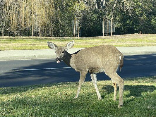 Deer at Rossmoor.