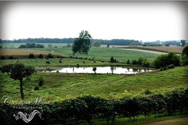 The view from the back deck....so peaceful!